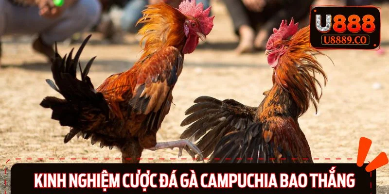 Bí kíp do sư kê lâu năm truyền lại cho người mới