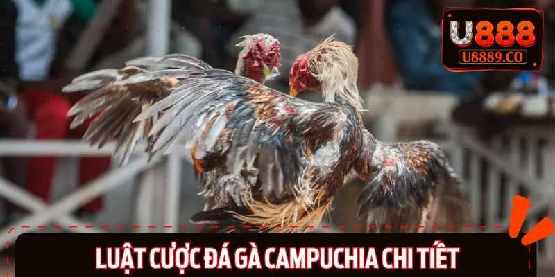 Phổ cập luật cá cược đá gà Campuchia chi tiết