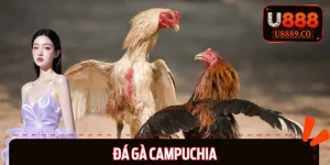 Đá Gà Campuchia Chơi Thế Nào? 3 Loại Hình Hot Nhất Hiện Nay