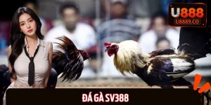 Đá Gà SV388 – Điểm Đến Giải Trí Hấp Dẫn Hàng Đầu Châu Á