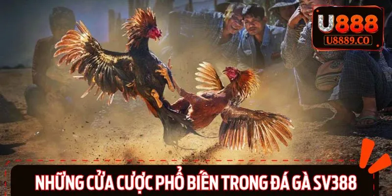Đa dạng các cửa cược khi tham gia đá gà