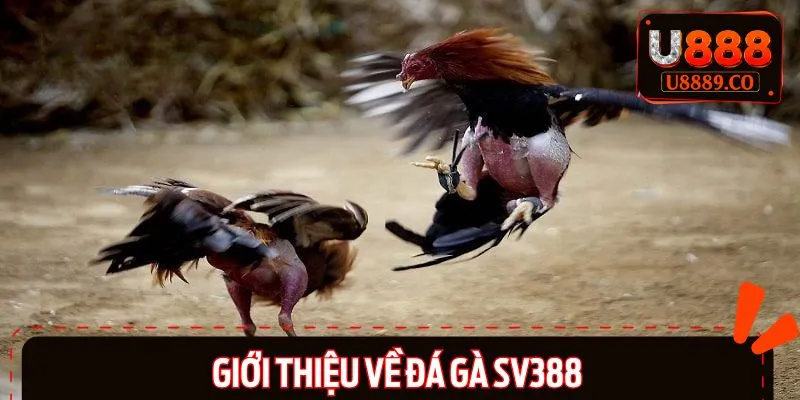 Sơ lược thông tin về sảnh đá gà SV388