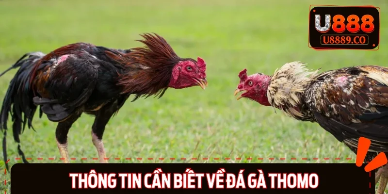 Đôi điều cần biết về đá gà Thomo