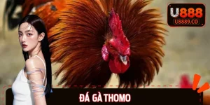 Đá Gà Thomo Có Gì Hot - Vì Sao Được Giới Cá Độ Yêu Thích?
