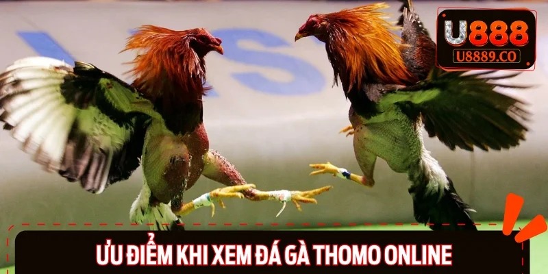 Xem đá gà tại Thomo nhận được nhiều lợi ích