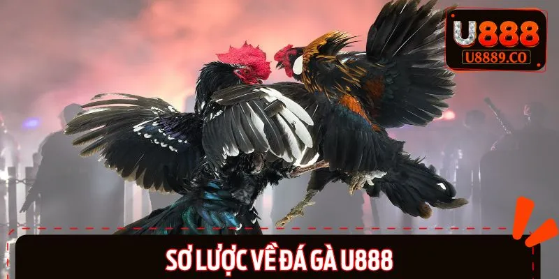 Khái quát nhanh về chuyên mục đá gà U888