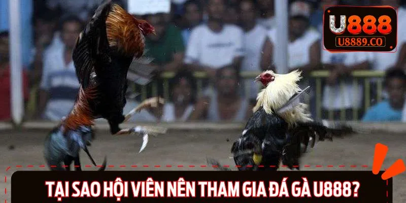 Lý do hội viên nên tham gia đá gà U888