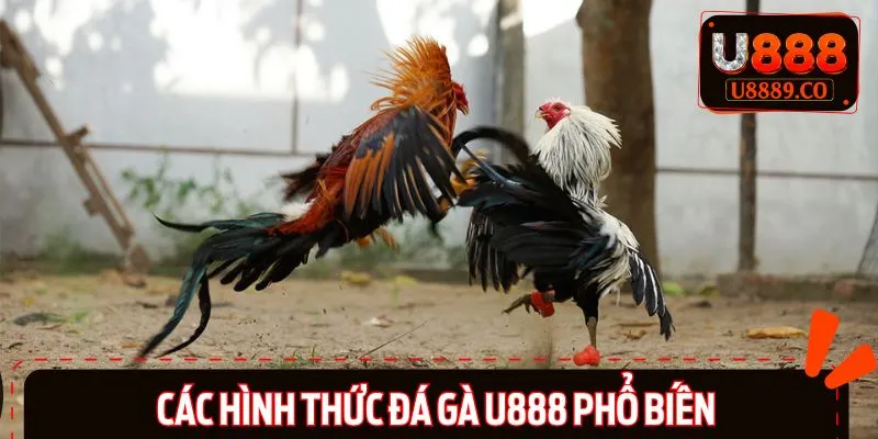 Top 3 hình thức đá gà hot nhất U888