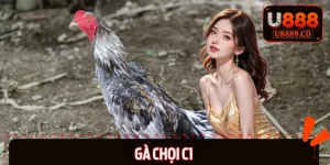 Gà Chọi C1 – Bí Quyết Chọn Chiến Kê Đỉnh Cao Nhất 2025