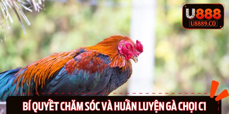 Áp dụng các bí quyết nuôi và huấn luyện gà C1