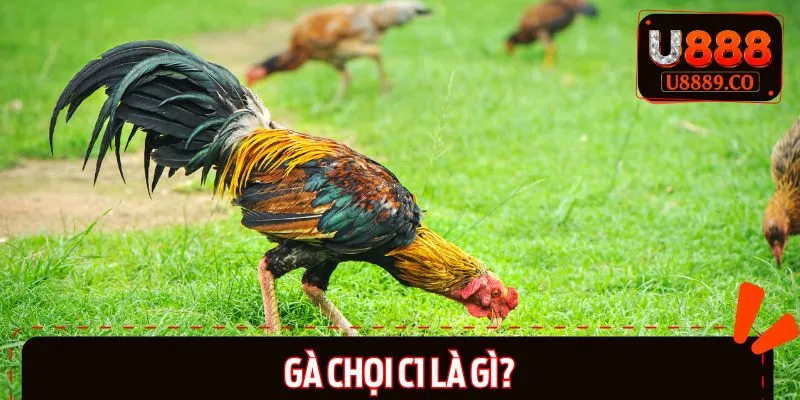 Giới thiệu thông tin về gà chọi c1