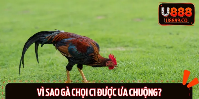 Nguyên nhân được nhiều người biết đến