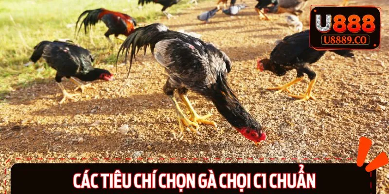 Các yếu tố nhận biết gà c1 chuẩn cho người nuôi