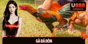 Gà Đá Đòn – Những Trận Đấu Ghi Dấu Lịch Sử Hot Nhất