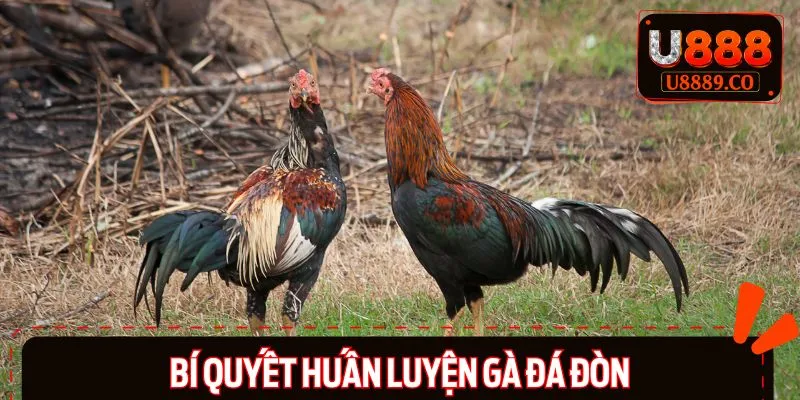 Bỏ túi các mẹo nuôi gà đòn hiệu quả