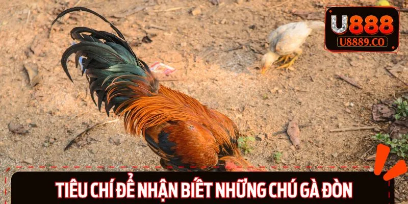 Cách nhận biết các chú gà đòn nhanh chóng