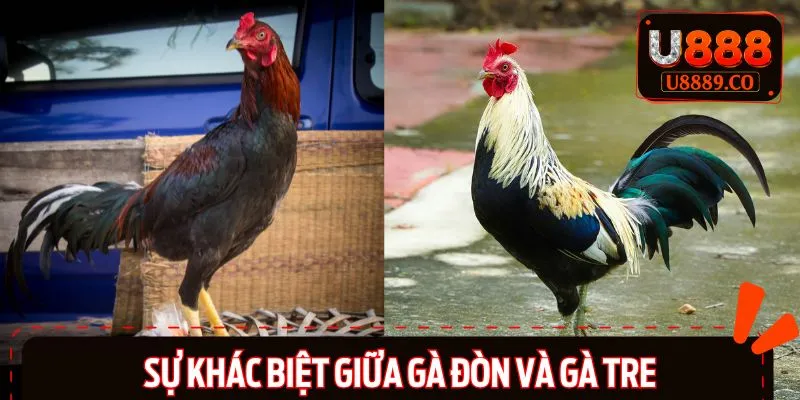 So sánh gà đòn và gà tre