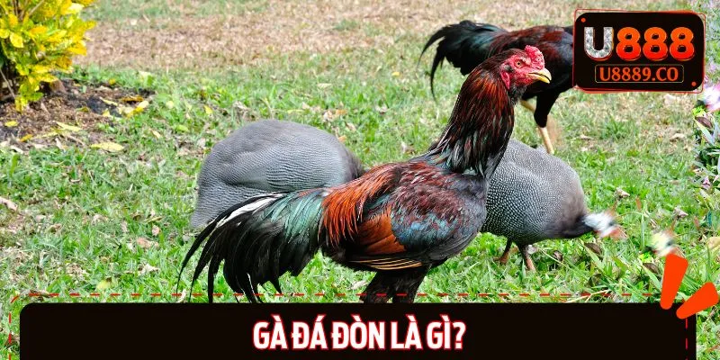 Tổng quát nhanh về loại gà đá đòn